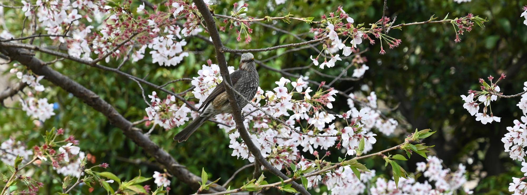野毛山公園展望地区の桜情報(2022年4月2日)の写真