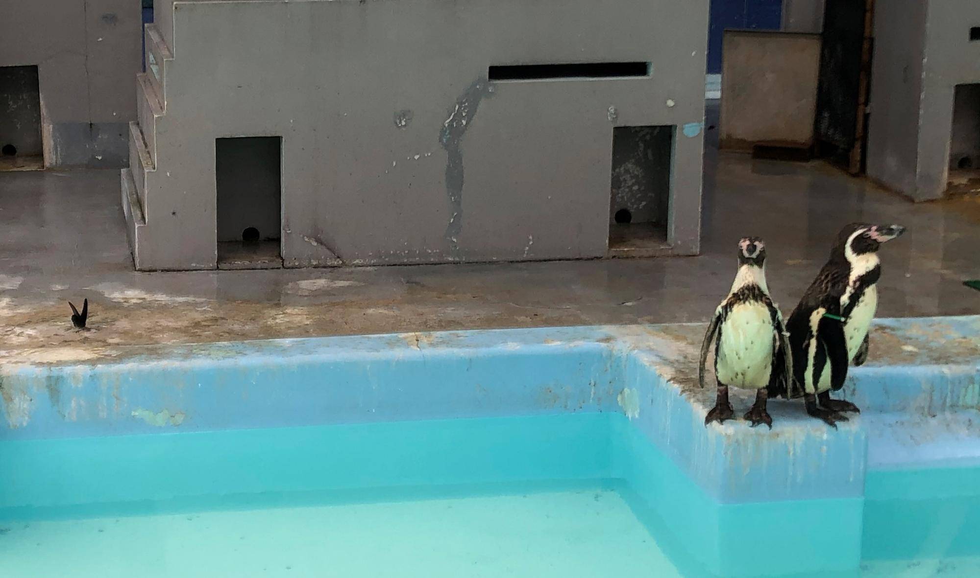 今年の春ポスターはフンボルトペンギンの写真