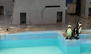 今年の春ポスターはフンボルトペンギン