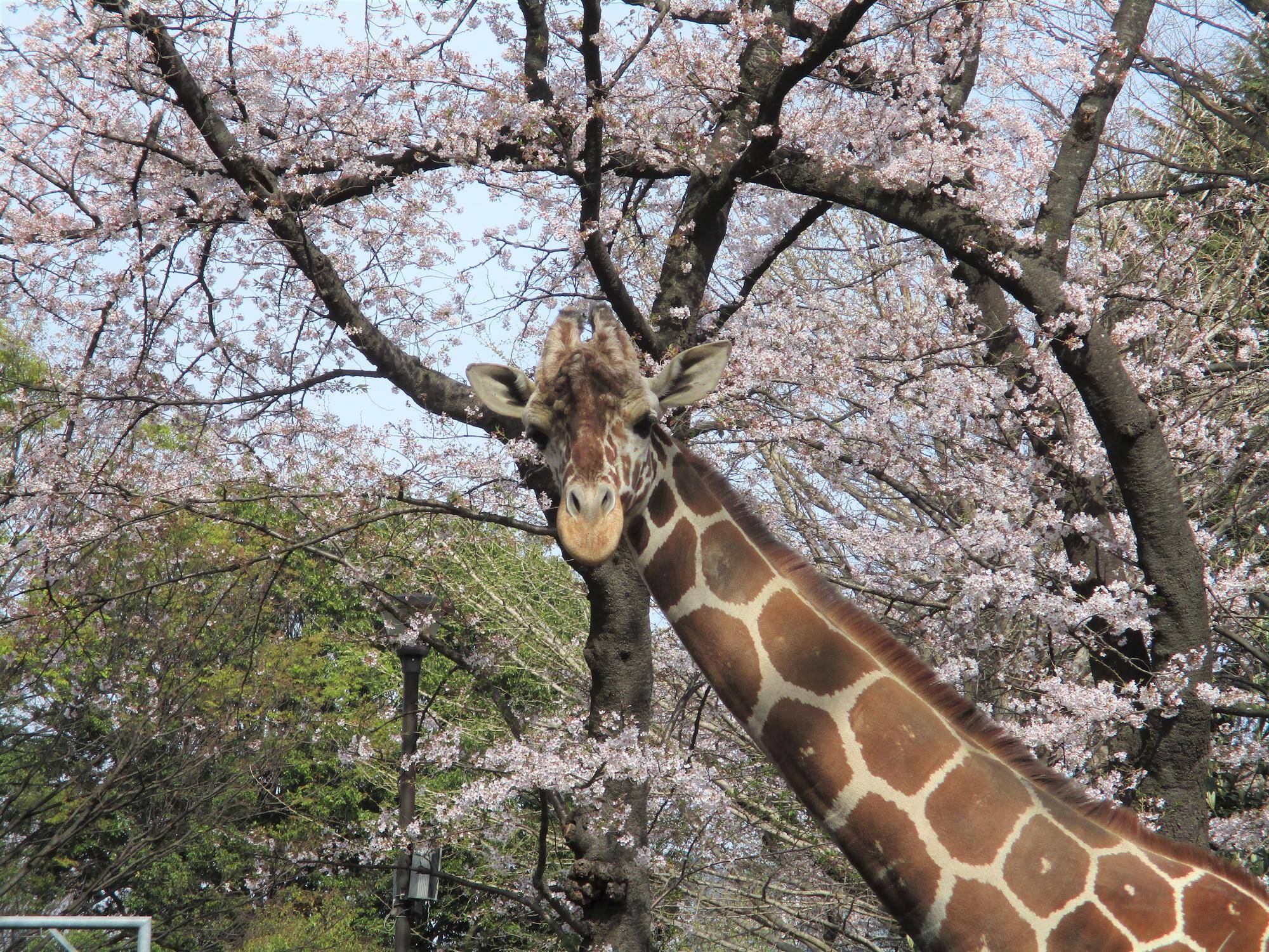 春は出会いの季節の写真