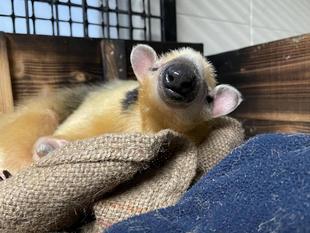 アン、はじめての1頭旅