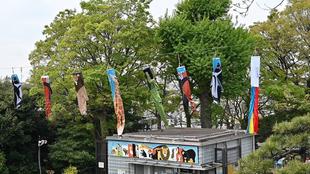 今年もやって来た「のげのぼり」の季節