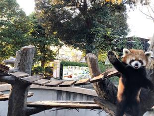 野毛山レッサーパンダヒストリー④～平成から令和編～