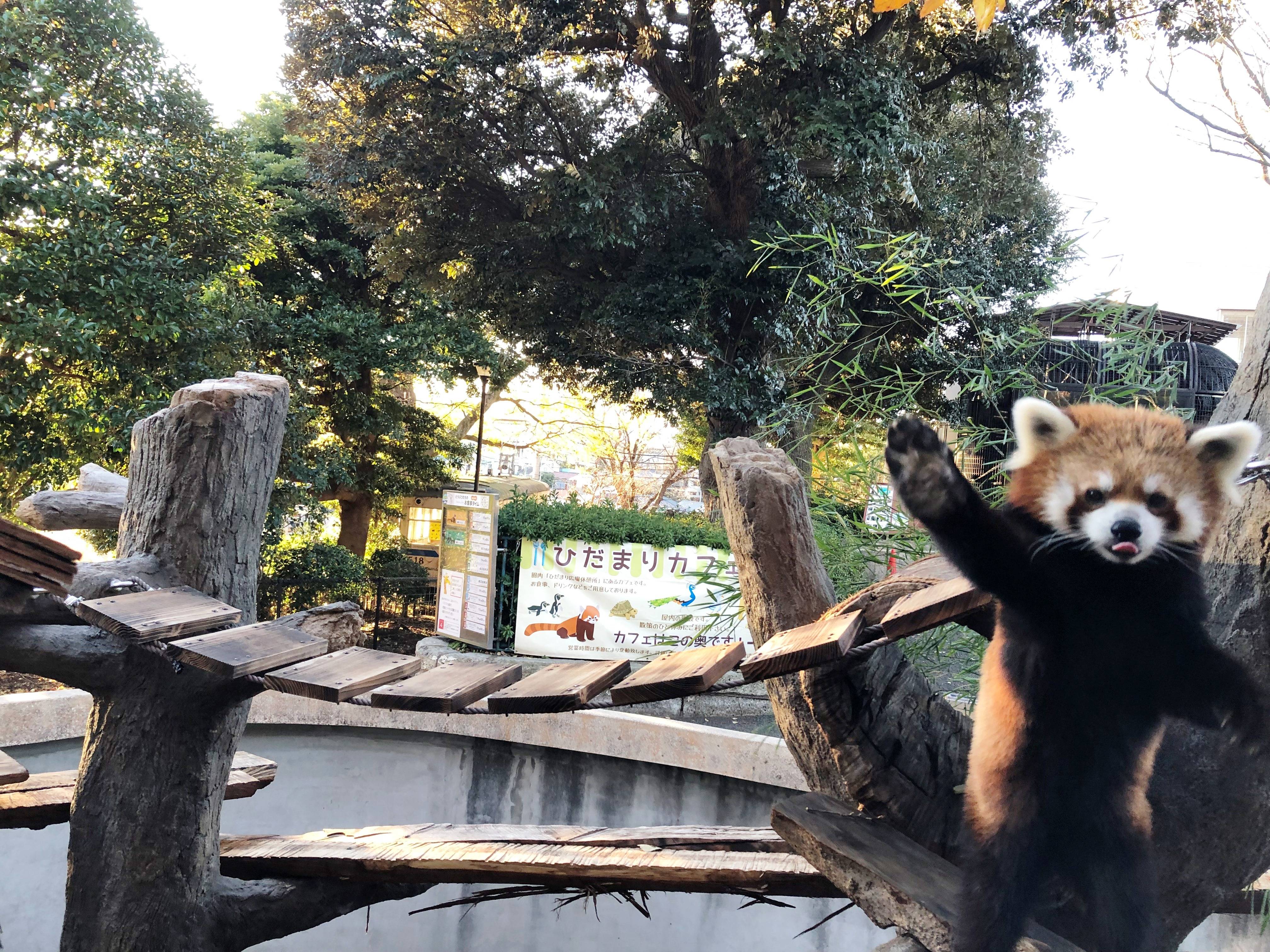 野毛山レッサーパンダヒストリー④~平成から令和編~の写真