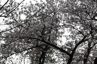 意外な場所でまだ咲いています（2022年4月7日）