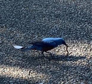 幸せの青い鳥　み～つけた！