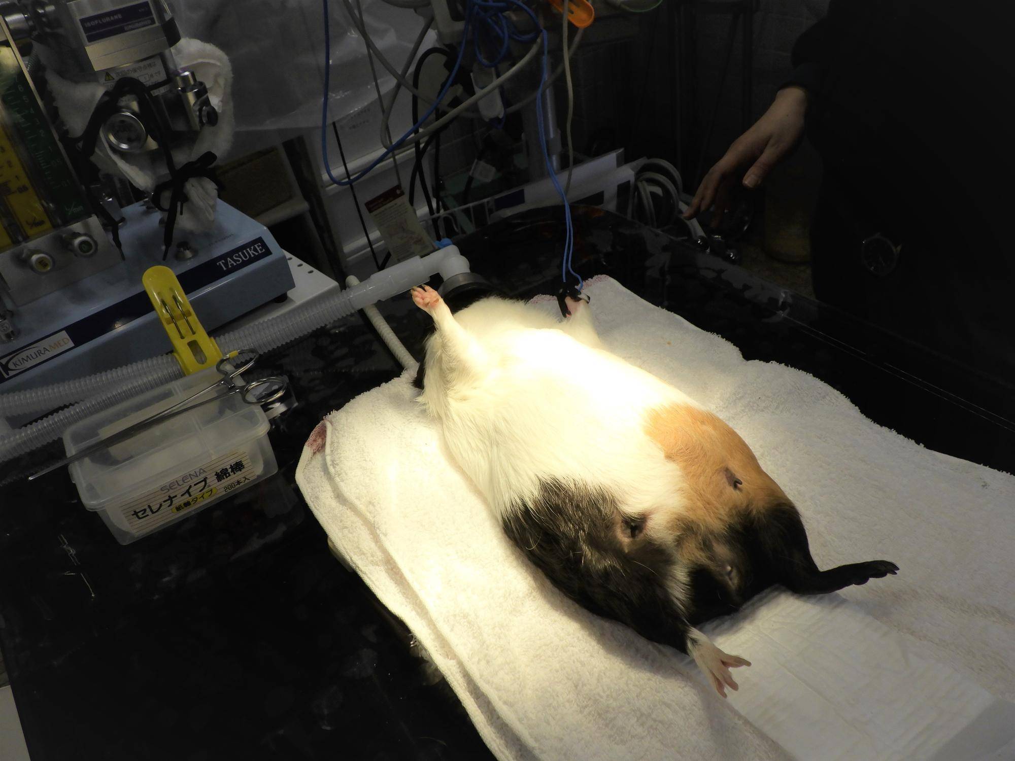 麻酔をかけた様子.jpg