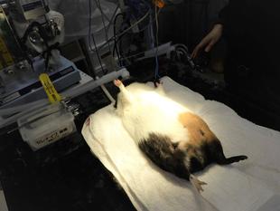 ある日の診療ちょっぴりお見せします