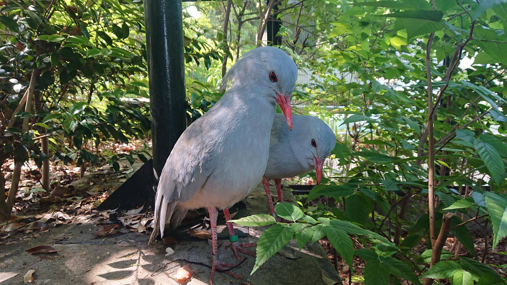 ミドリン・ムラリンとの日常の写真
