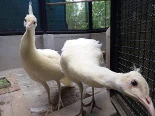 （お誕生日おめでとう！）×3