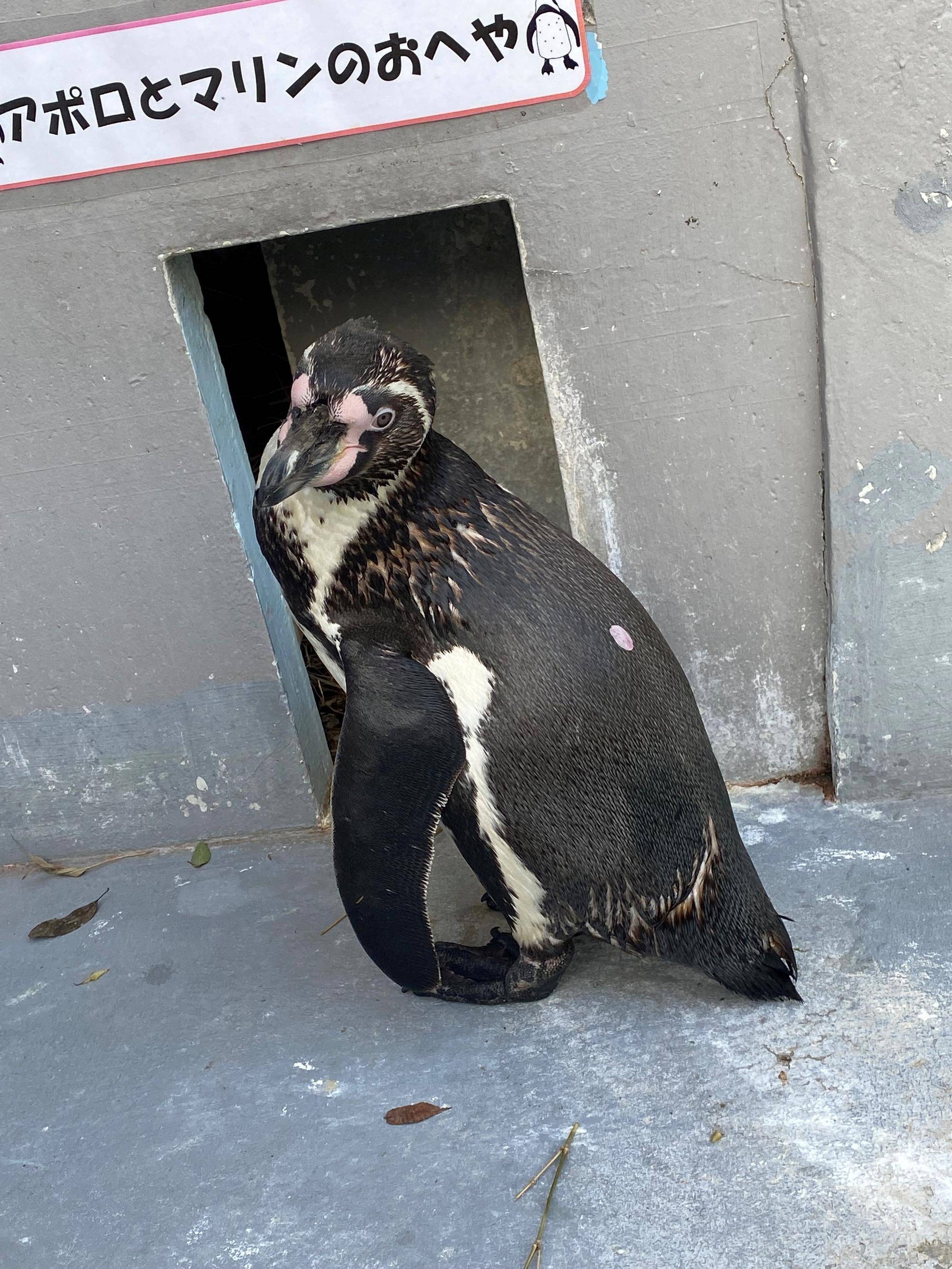 フンボルトペンギンの展示場に日除けをの写真