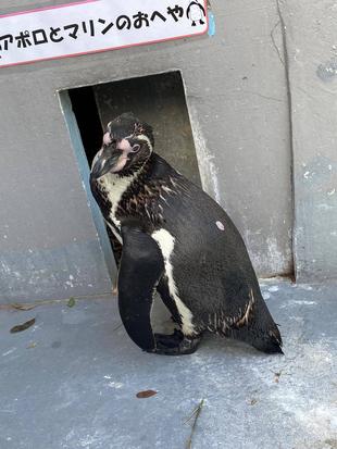 フンボルトペンギンの展示場に日除けを