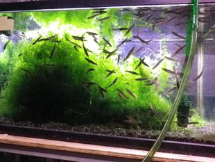 稚魚すくいの始まりです