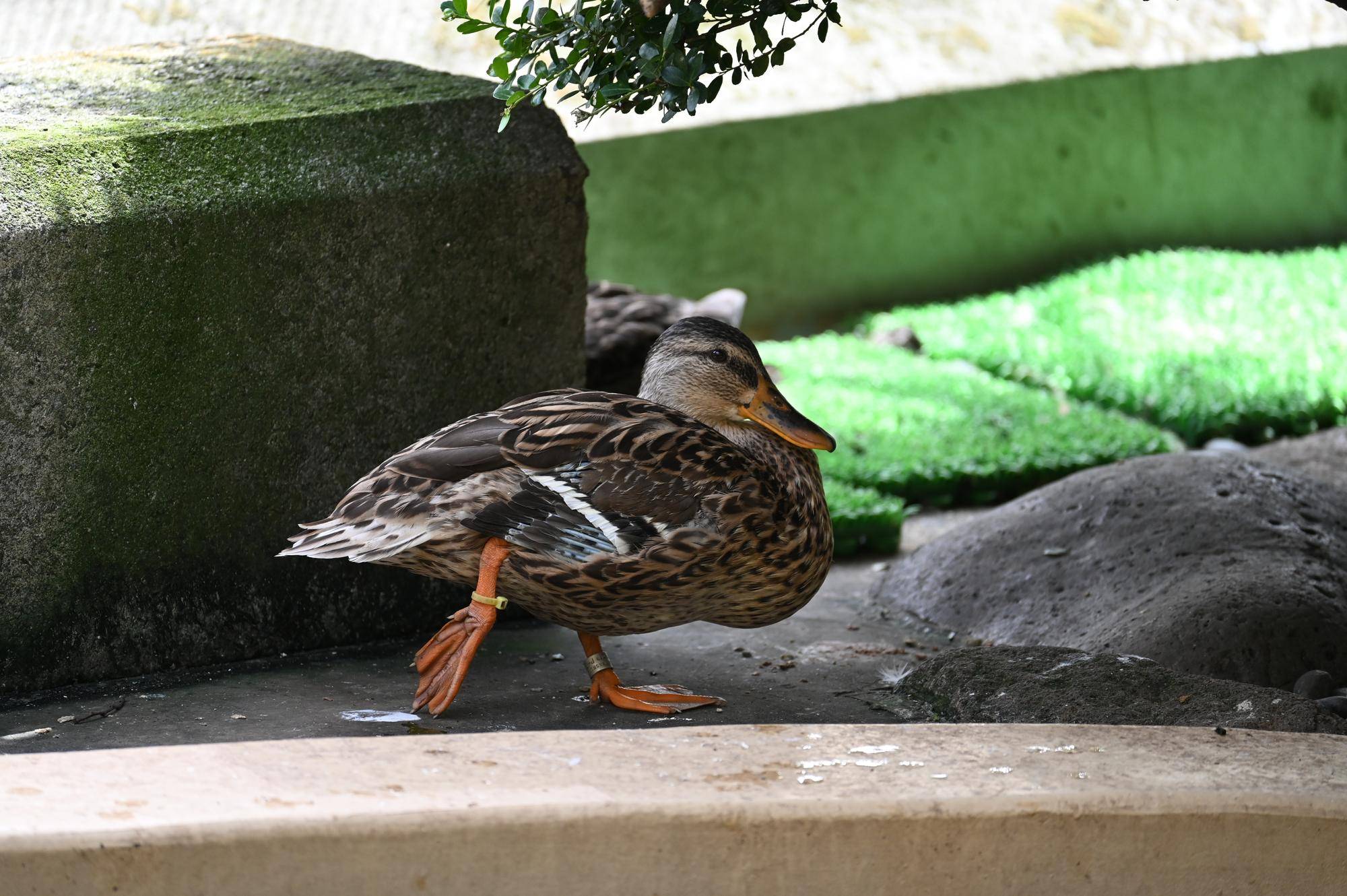 5月10日から始まりますの写真