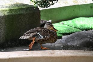 5月10日から始まります