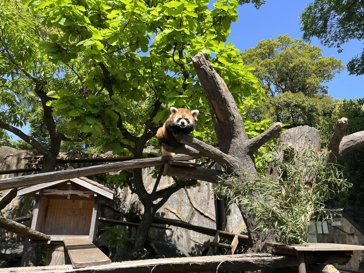 【動物園】 暑いので|動物トピックス｜ブログ|野毛山動物園公式サイト｜公益