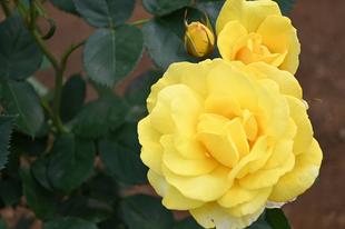 野毛山公園の「バラ園」では