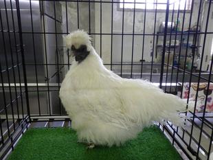 ただいま入院中