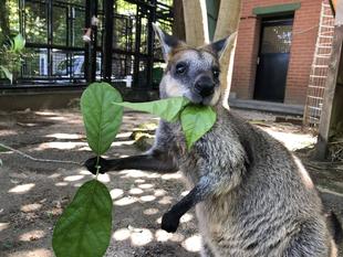 むしゃぁーーー