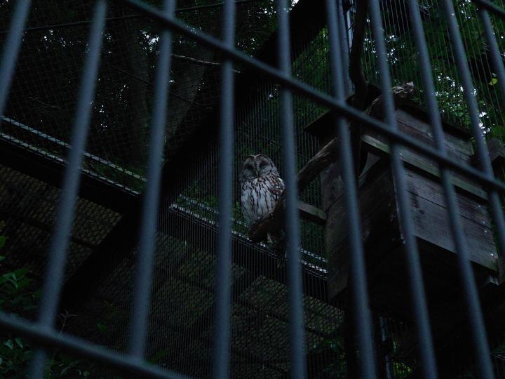 フクロウの鳴き声といえば 動物トピックス 野毛山動物園公式サイト 公益財団法人 横浜市緑の協会