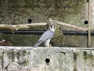 ハヤミのお食事タイム