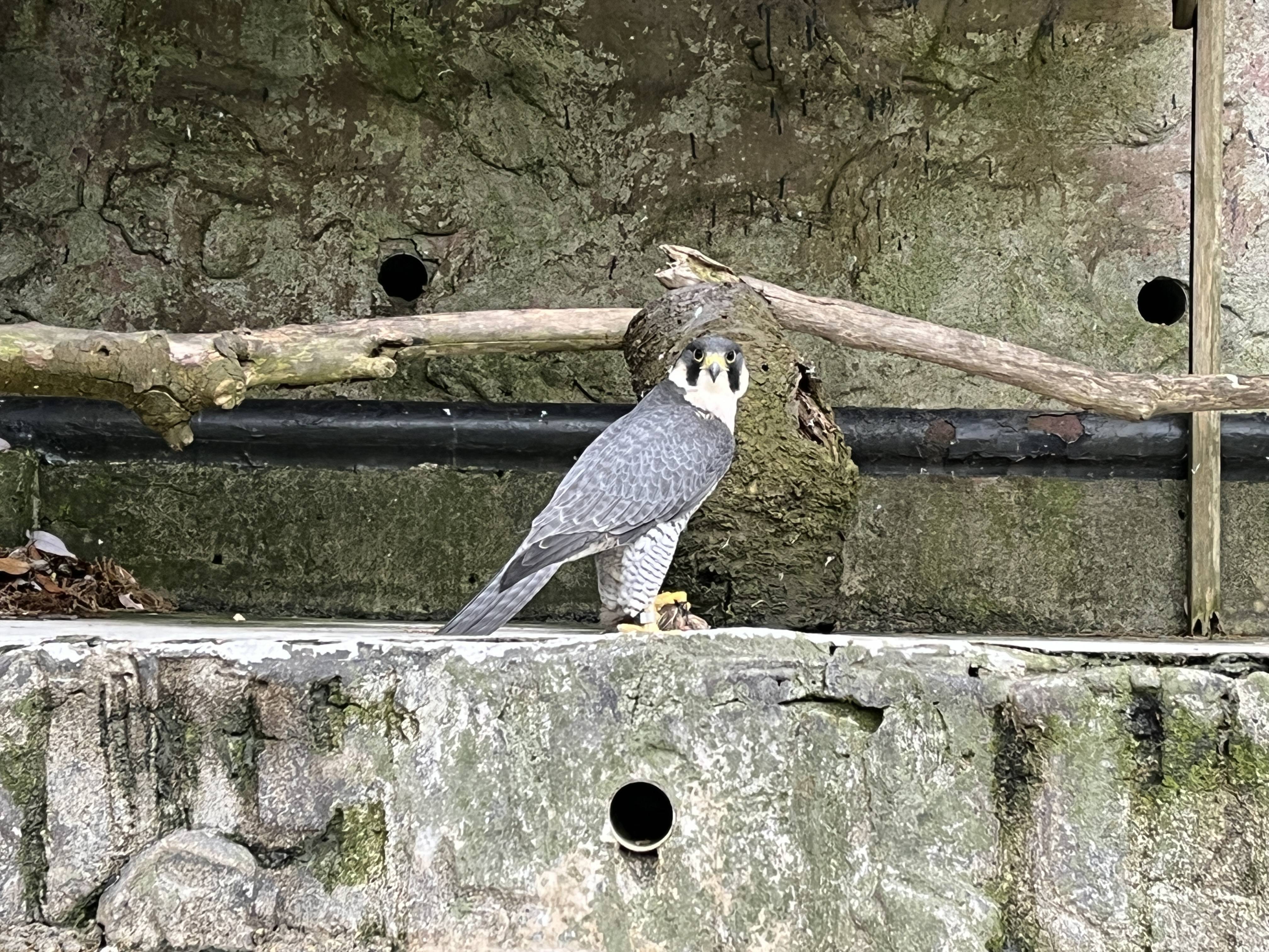 ハヤミのお食事タイムの写真
