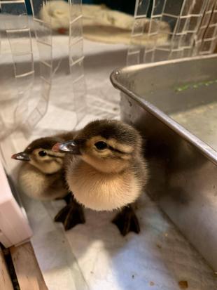 オシドリのヒナ　爆誕③