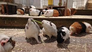 モルモットお名前紹介シリーズ