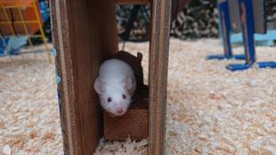 ハツカネズミ達の七夕