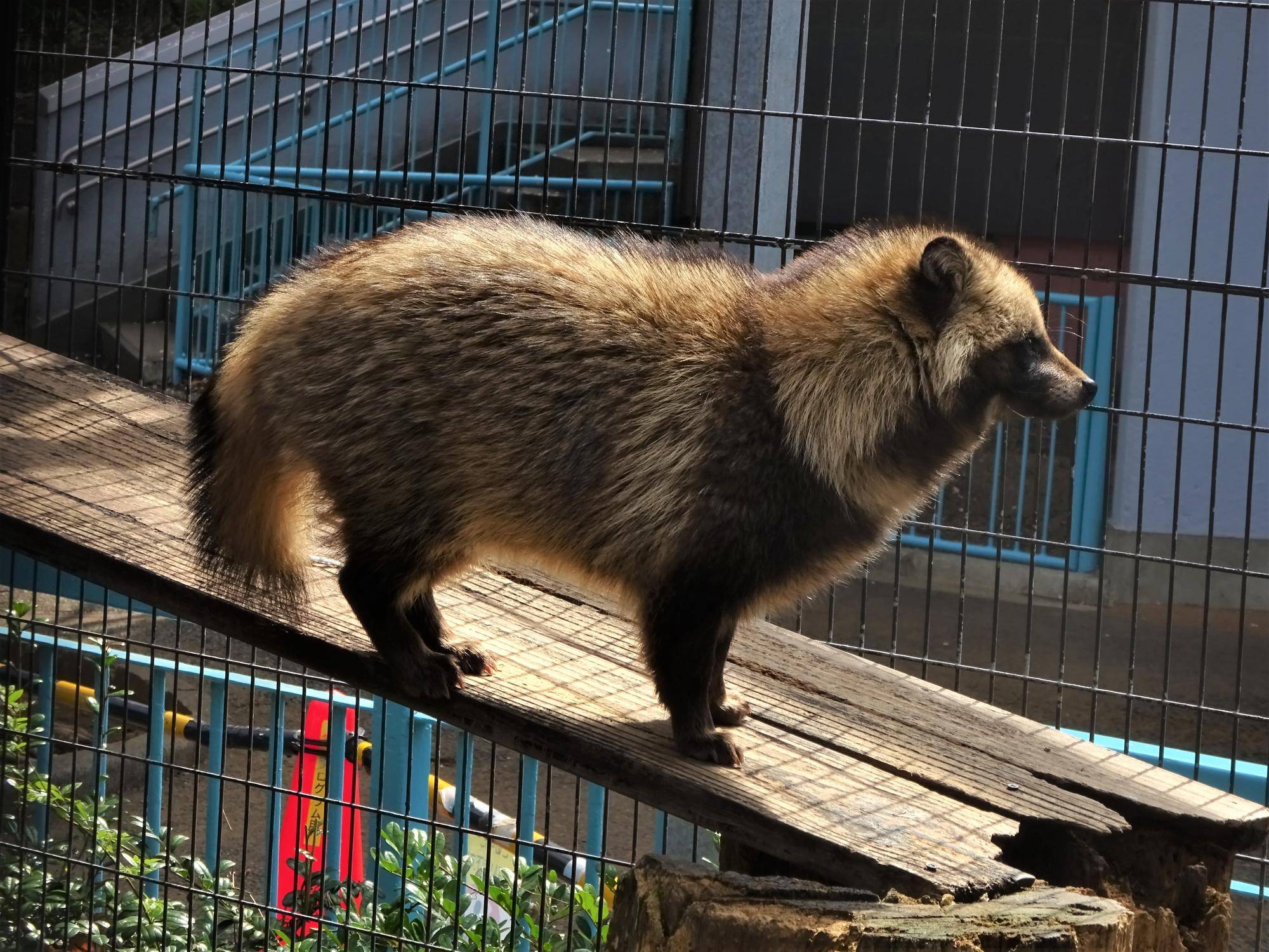ぼっさぼさですの写真