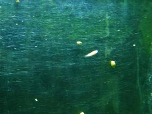 すくえ！救え！