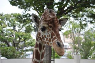 6月21日、世界キリンの日がやってくる！