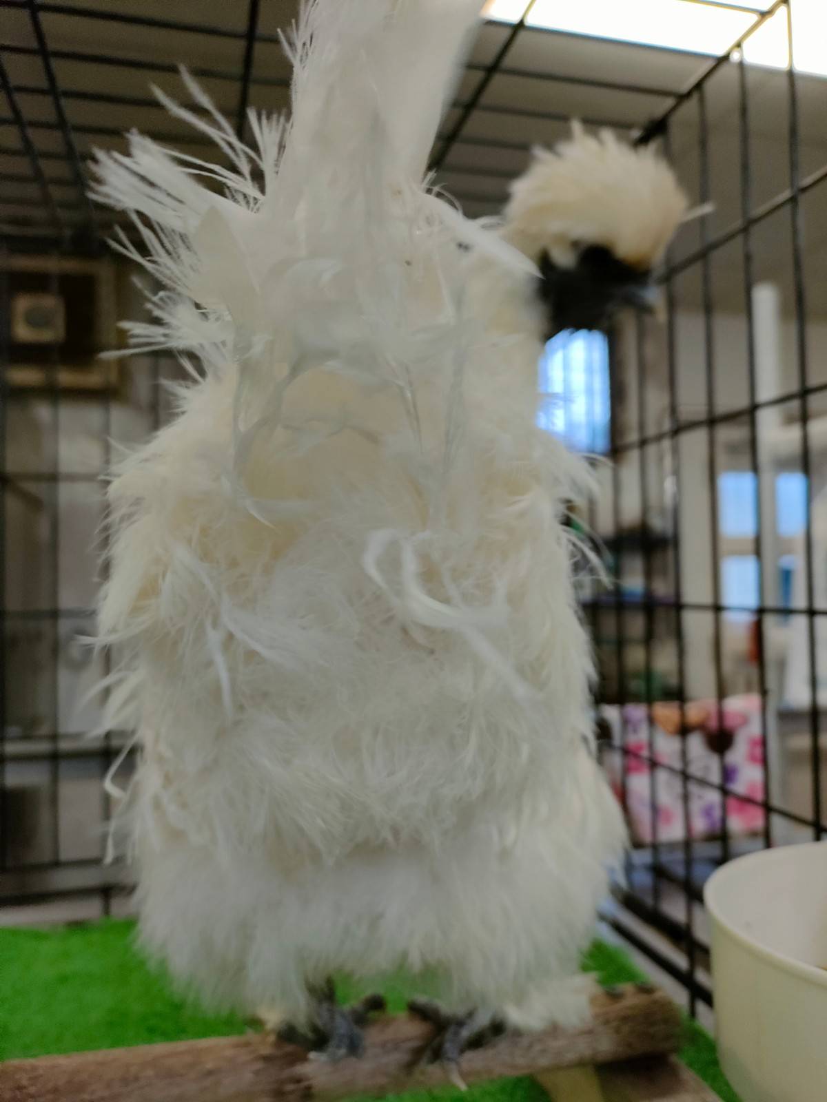 にわのにわとり、退院しました!の写真