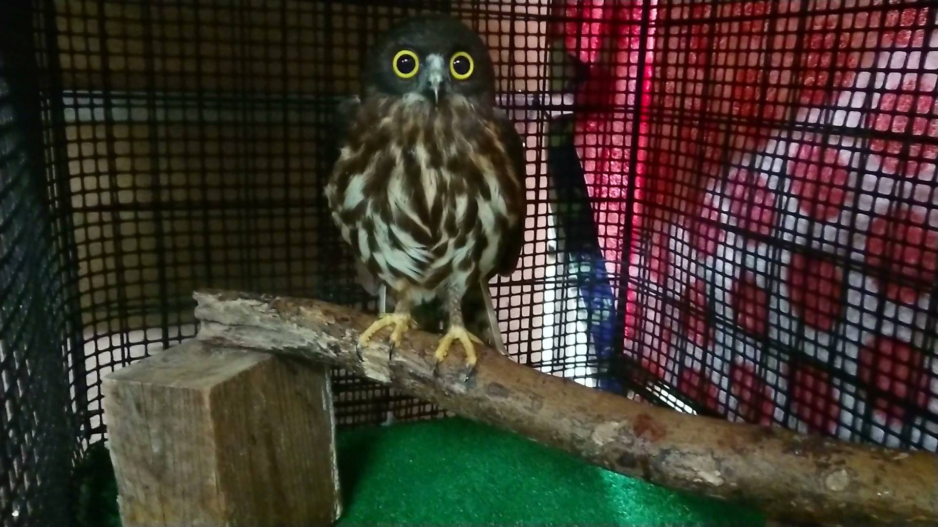 フクロウの鳴き声といえば?の写真