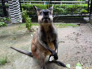 これであなたもワラビーマスター！！