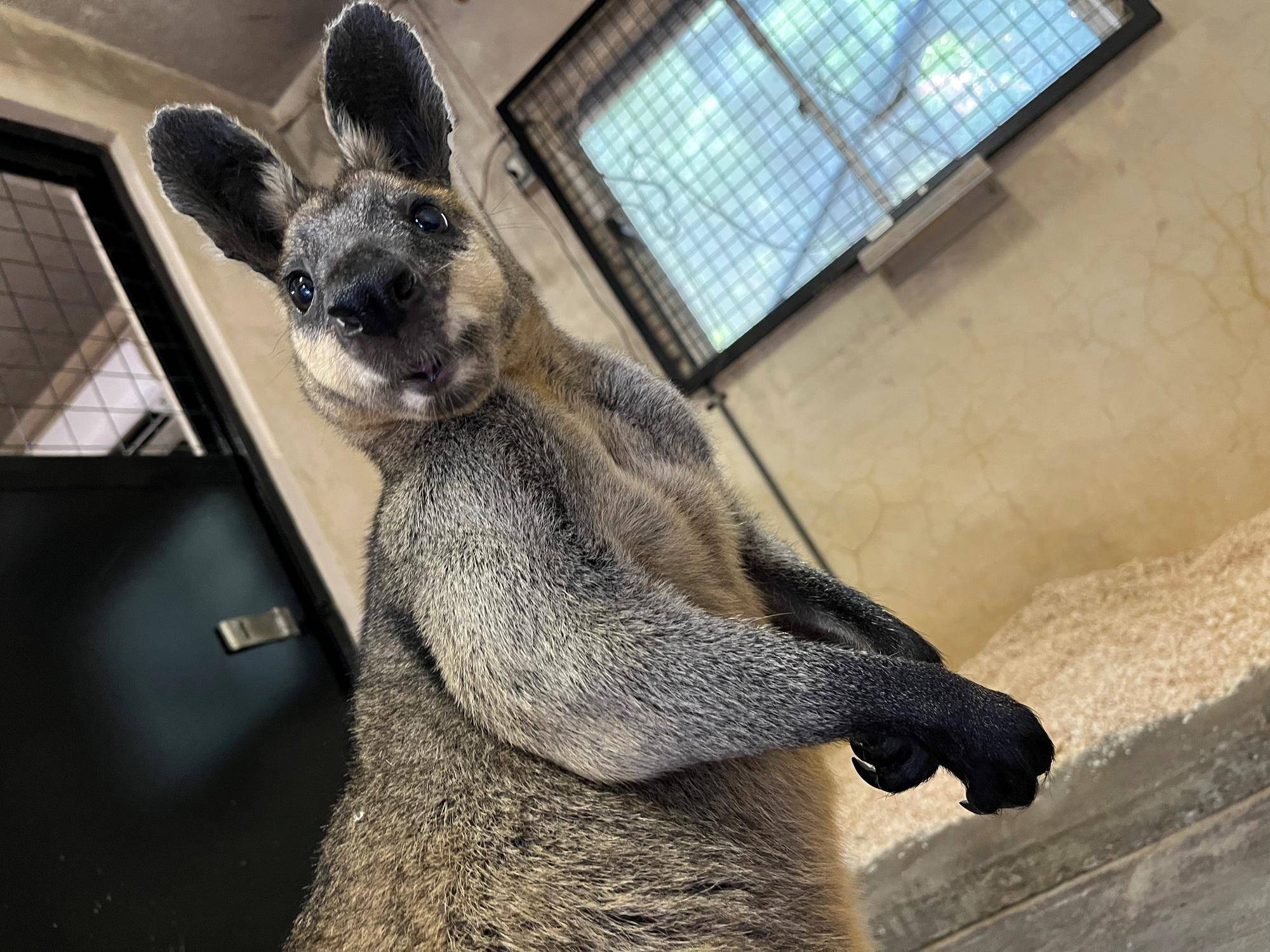 おめでとう!ヤサブロー!の写真