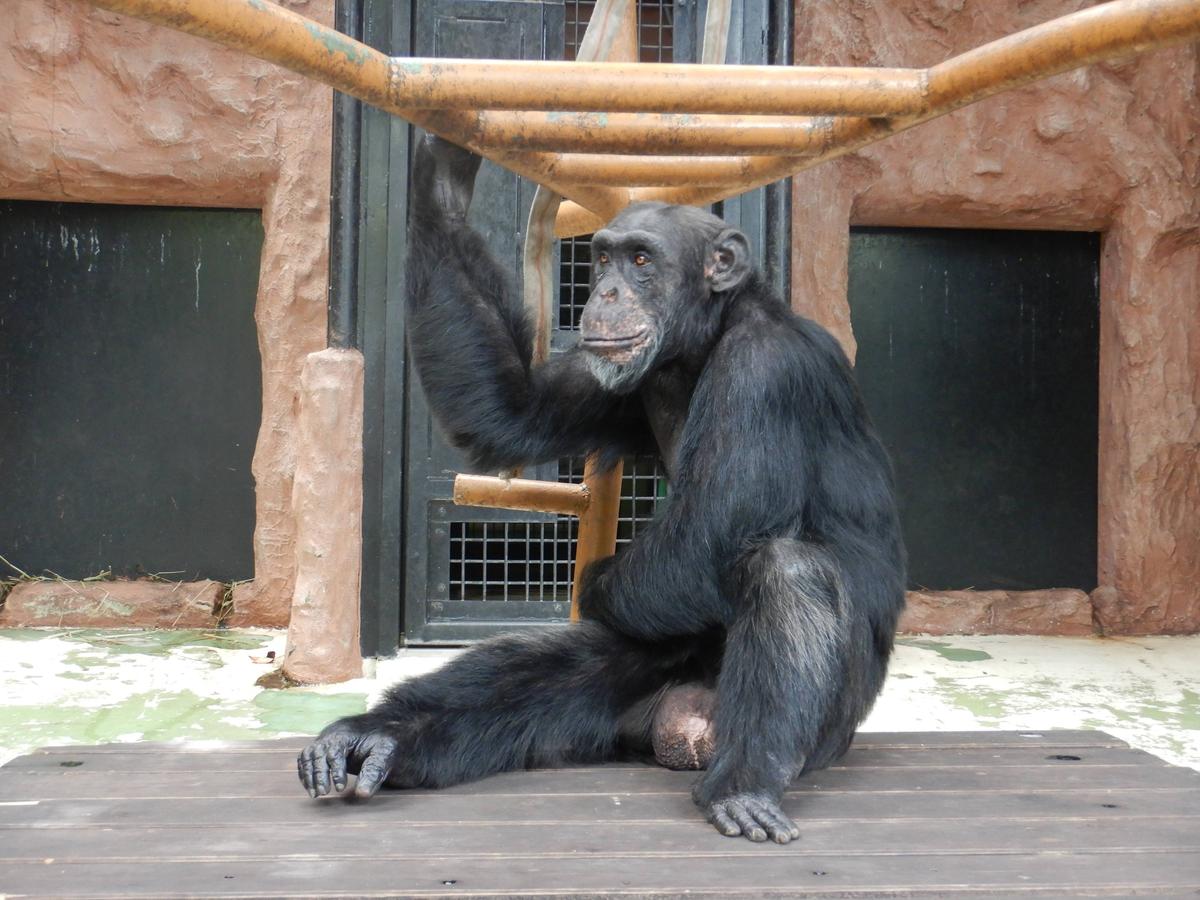 今日は「世界チンパンジーの日」！|みらいを見つめるチンパンジー