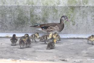 バードケージでもオシドリのヒナ ②