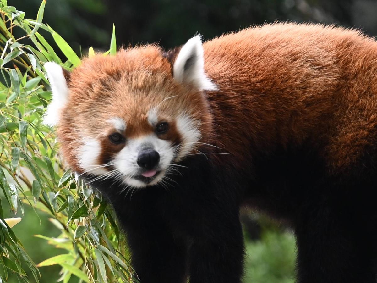 イチゴ、10歳になりました！|動物トピックス｜ブログ|野毛山動物園公式