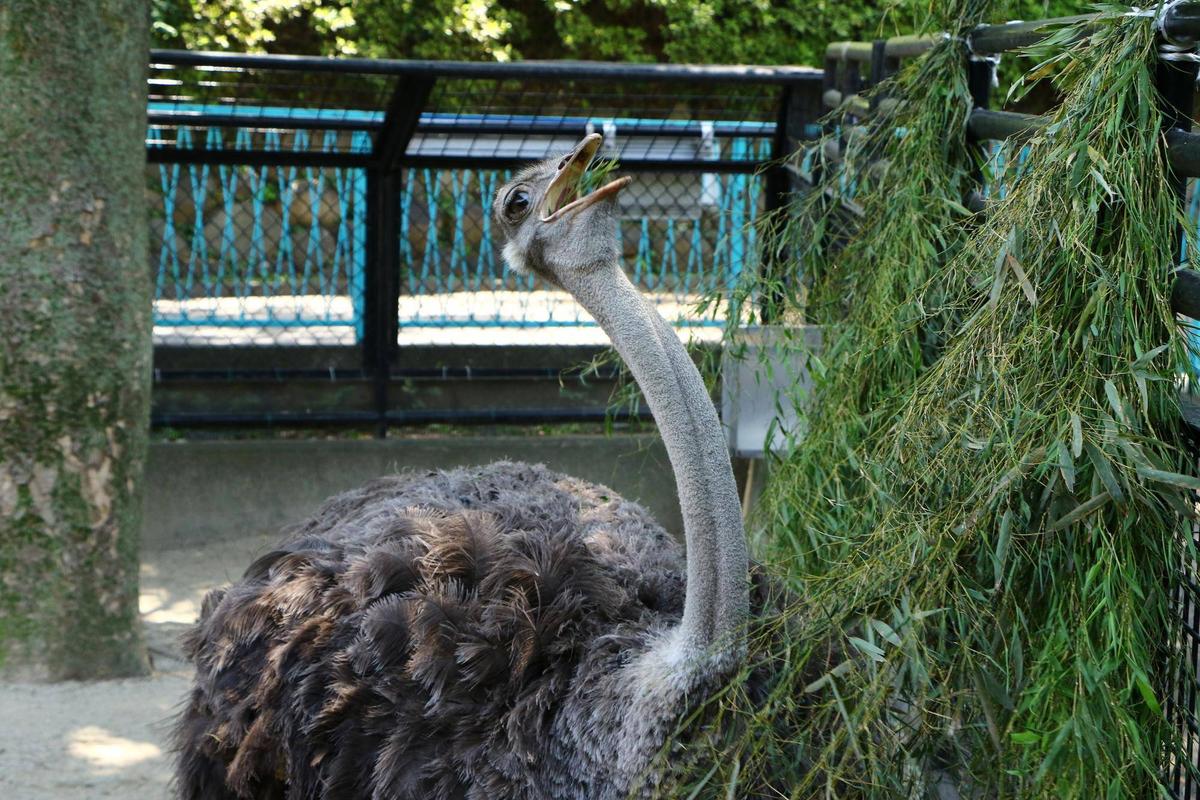 ダチョウの足の剥製、置物 楽天市場】ダチョウ Ostrich 強化プラスチック (FRP) アートオブジェ