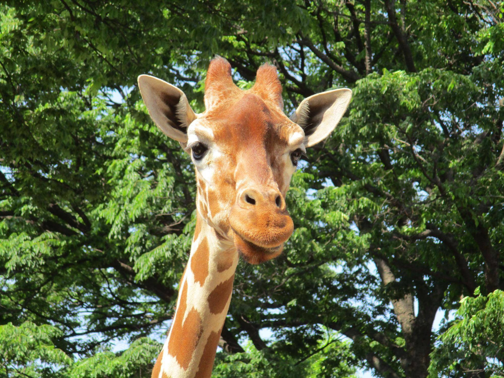 キリンたちのおニューの写真