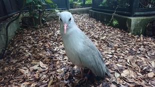 ミドリン・ムラリンとの日常パート2