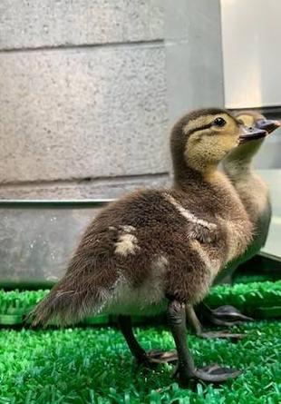 オシドリのヒナ爆誕 ⑤