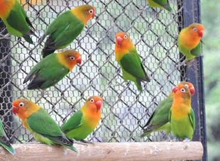 【ルリゴシボタンインコ】どうぶつガイド