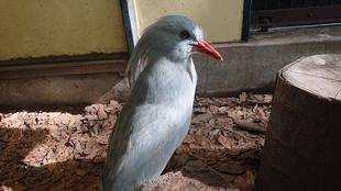 夏のカグー展示場事情