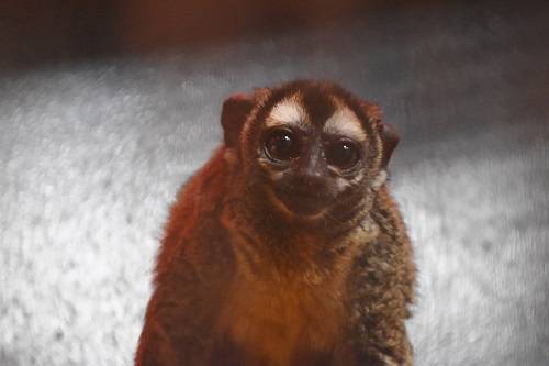 ツキノワグマのお誕生日会、やりまーすの写真