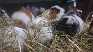 モルモットお名前紹介シリーズ③