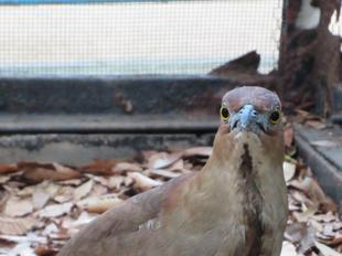 ありがとうミゾタロウ