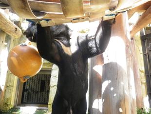 サンペイの熊棚