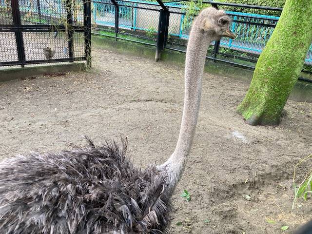 ダチョウのグミ 11歳になりました♪の写真